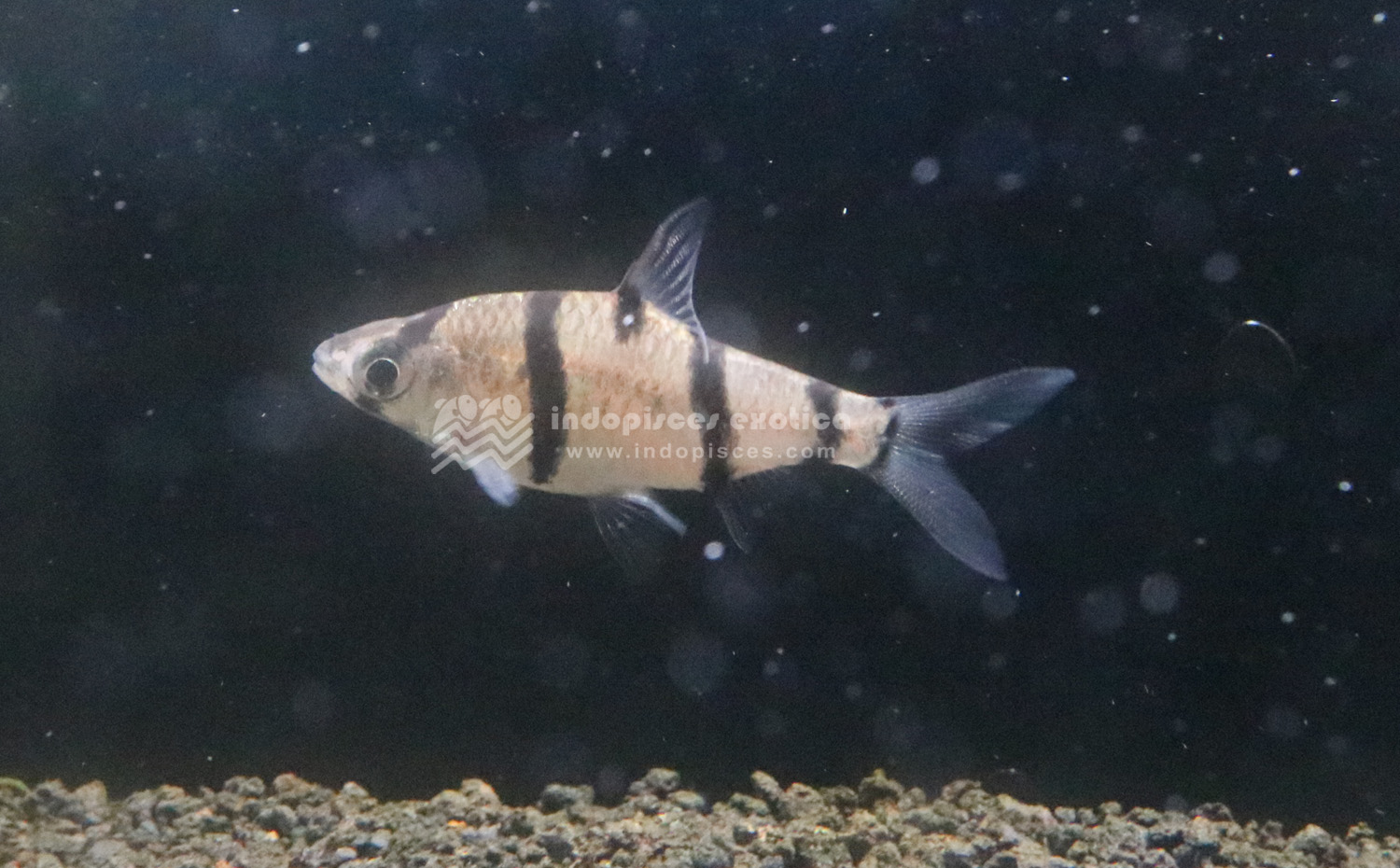 Desmopuntius endecanalis